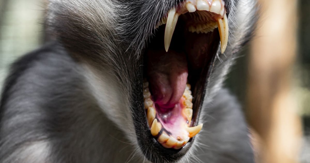 Mangaba Rudoczelna Zgredek i małpie figle. Opiekun małp w zoo z pasją fotografuje zwierzę ...